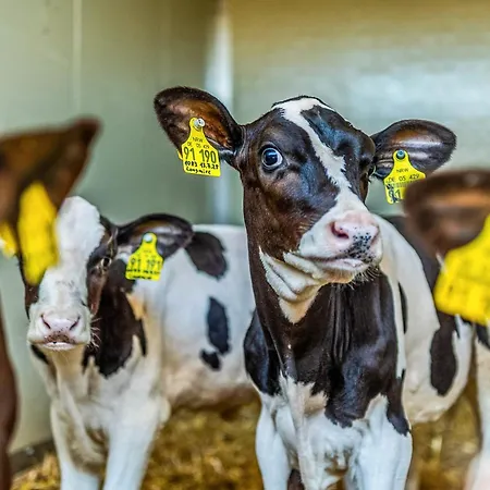 Prázdninový dům Blockhaus 1 Eslohe