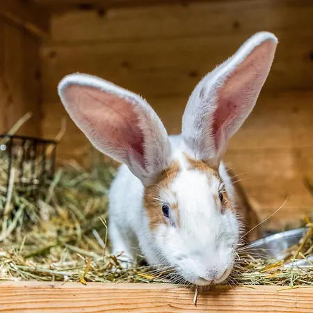 Blockhaus 1 Prázdninový dům