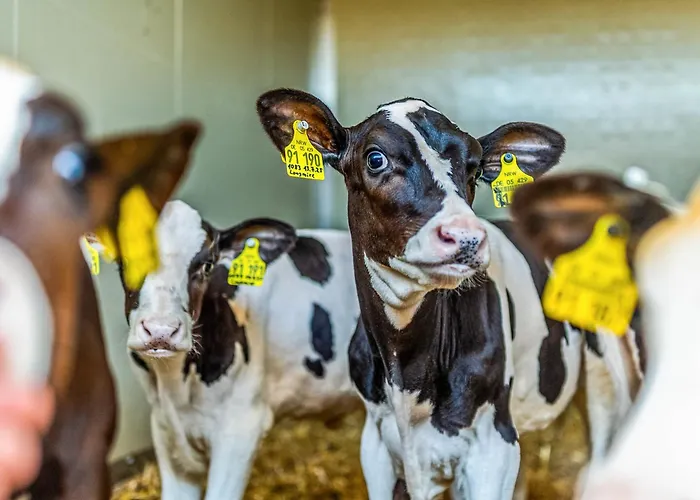 Vakantiehuis Blockhaus 1 Eslohe